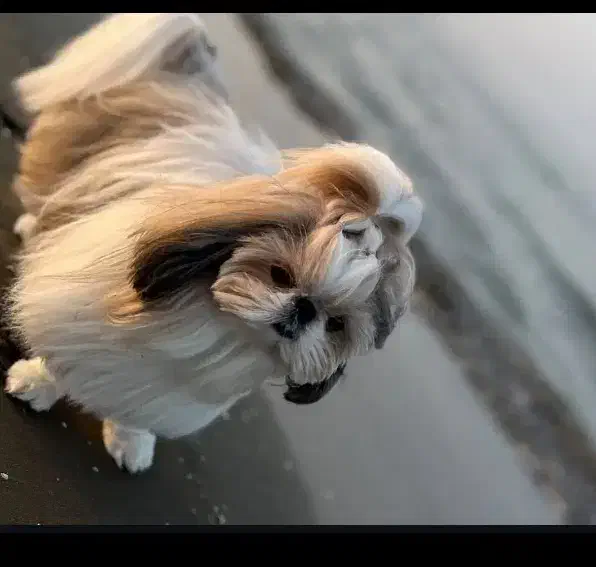 سگ شتیزو حرفه ایی|سگ|شیراز, دروازه قران|دیوار