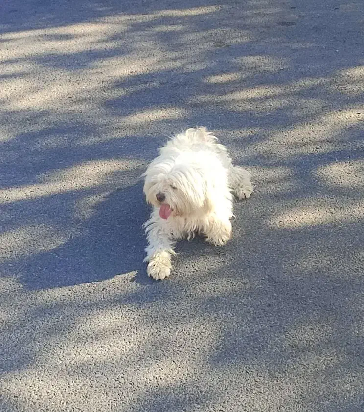 سگ شیتزو|سگ|اندیمشک, |دیوار