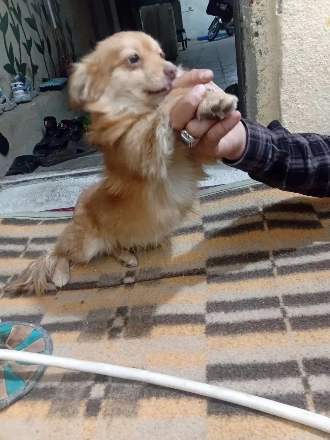 توله سگ|سگ|شیراز, شیشهگری|دیوار