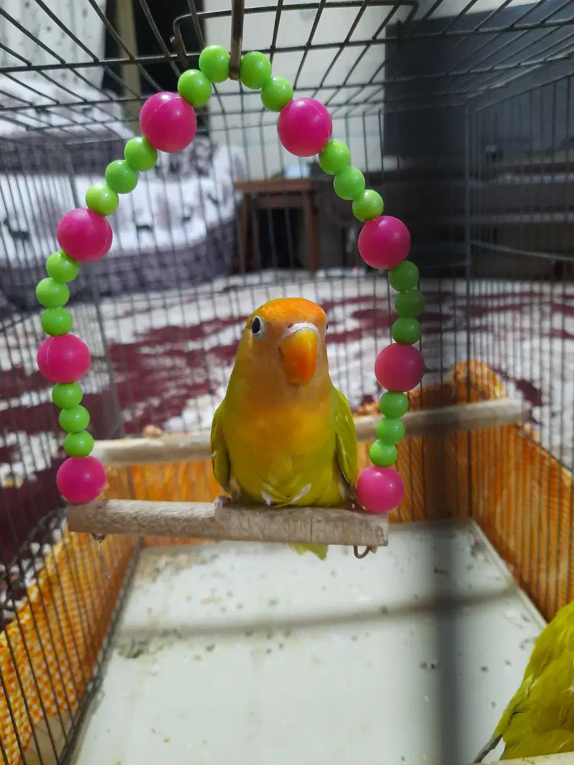 کوتوله برزیلی|پرنده|آباده, |دیوار