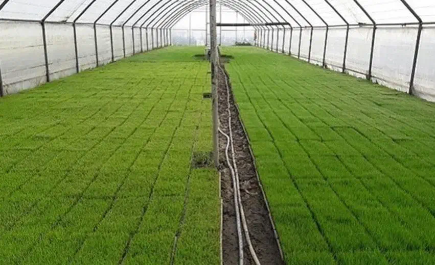 باکس نشاء برنجکاری مدلPS412 قالب سینی نشا تومPS412|عمده‌فروشی|رشت, بازار|دیوار