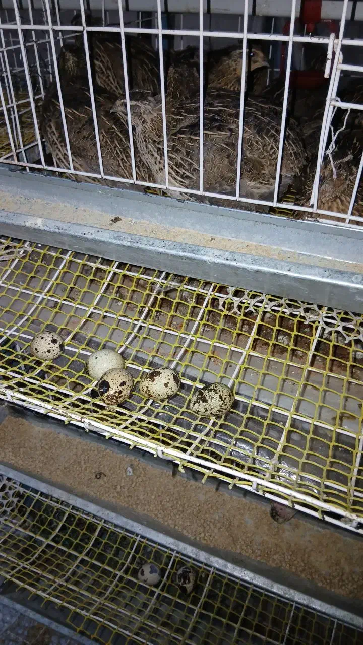 تخم نطفه دار|خوردنی و آشامیدنی|مشهد, شهید معقول|دیوار