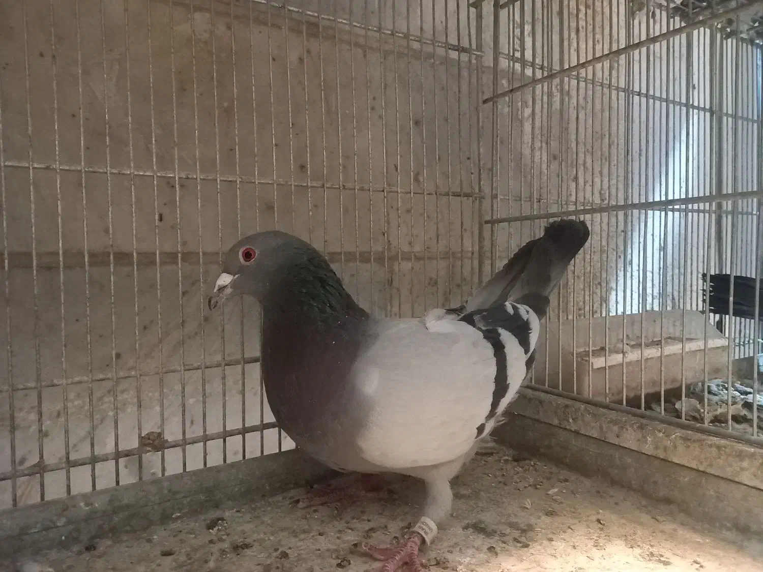 کفتر شهرستانی پلاکی مسافتی|پرنده|فردیس, شهرک شهید حسینی|دیوار