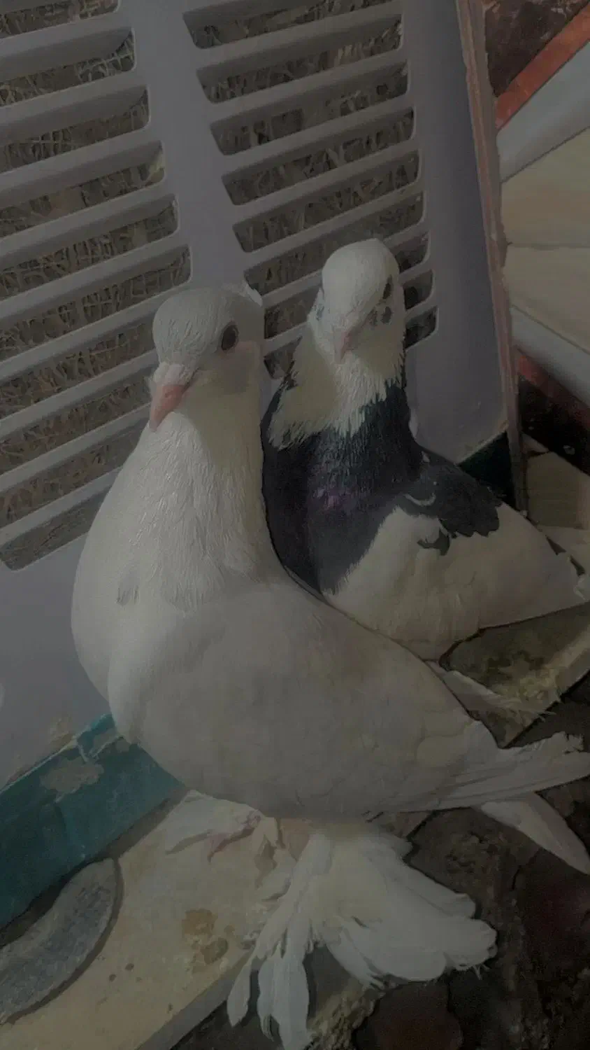 کفتر رنگی|پرنده|سراوان, |دیوار