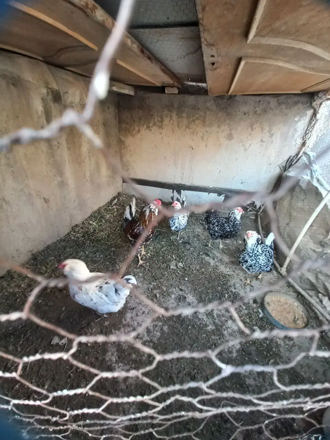 تخم گلین|حیوانات مزرعه|قم, محمد آباد|دیوار