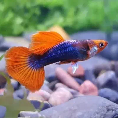 پرورش ماهی آکواریومی|ماهی|اهر, |دیوار