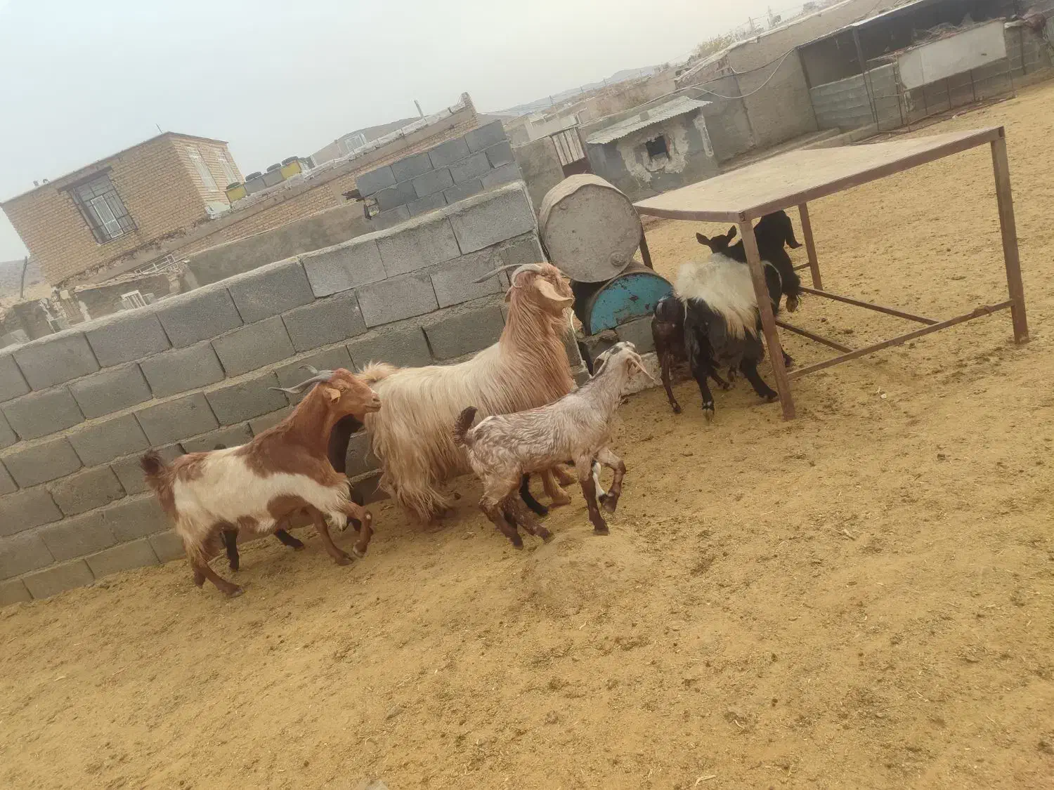 فروش بز کهره دار درجه یک جوان|حیوانات مزرعه|پاسارگاد, |دیوار