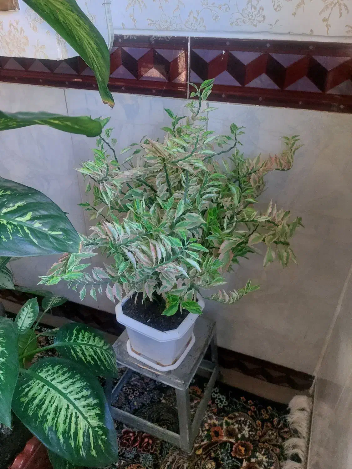 گل طبیعی|گل و گیاه طبیعی|ثلاث باباجانی, |دیوار