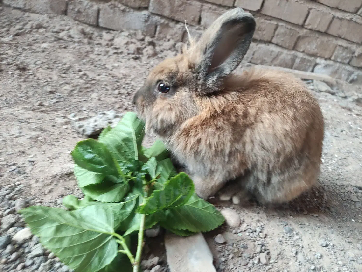 خرگوش لوپ|موش و خرگوش|رفسنجان, |دیوار