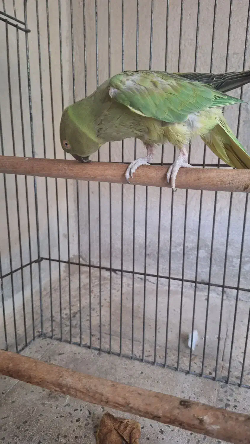 طوطی ملنگو ماده|پرنده|میناب, |دیوار