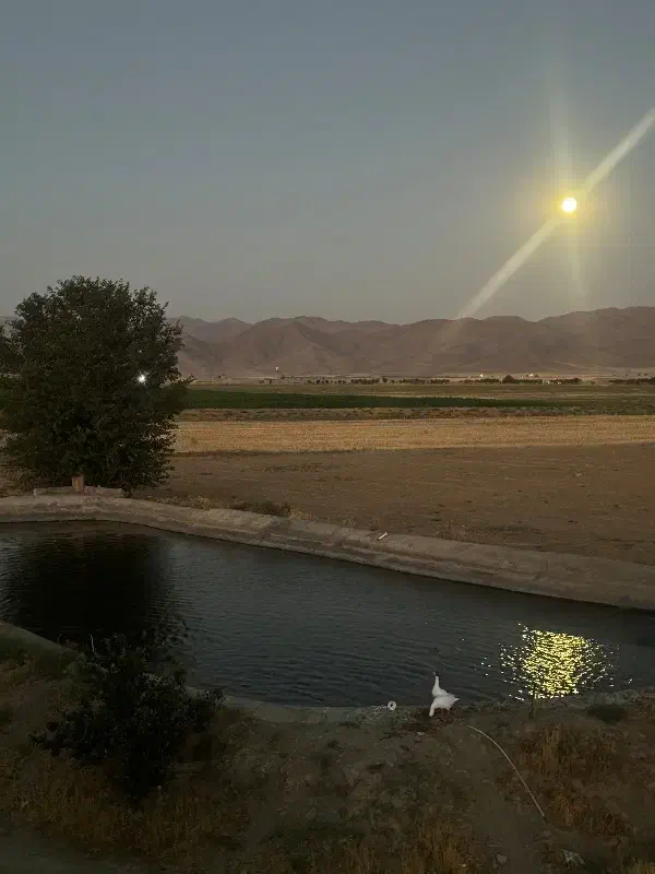 فروش فوری زمین کشاورزی|فروش دفتر صنعتی، کشاورزی، تجاری|ساروق, |دیوار