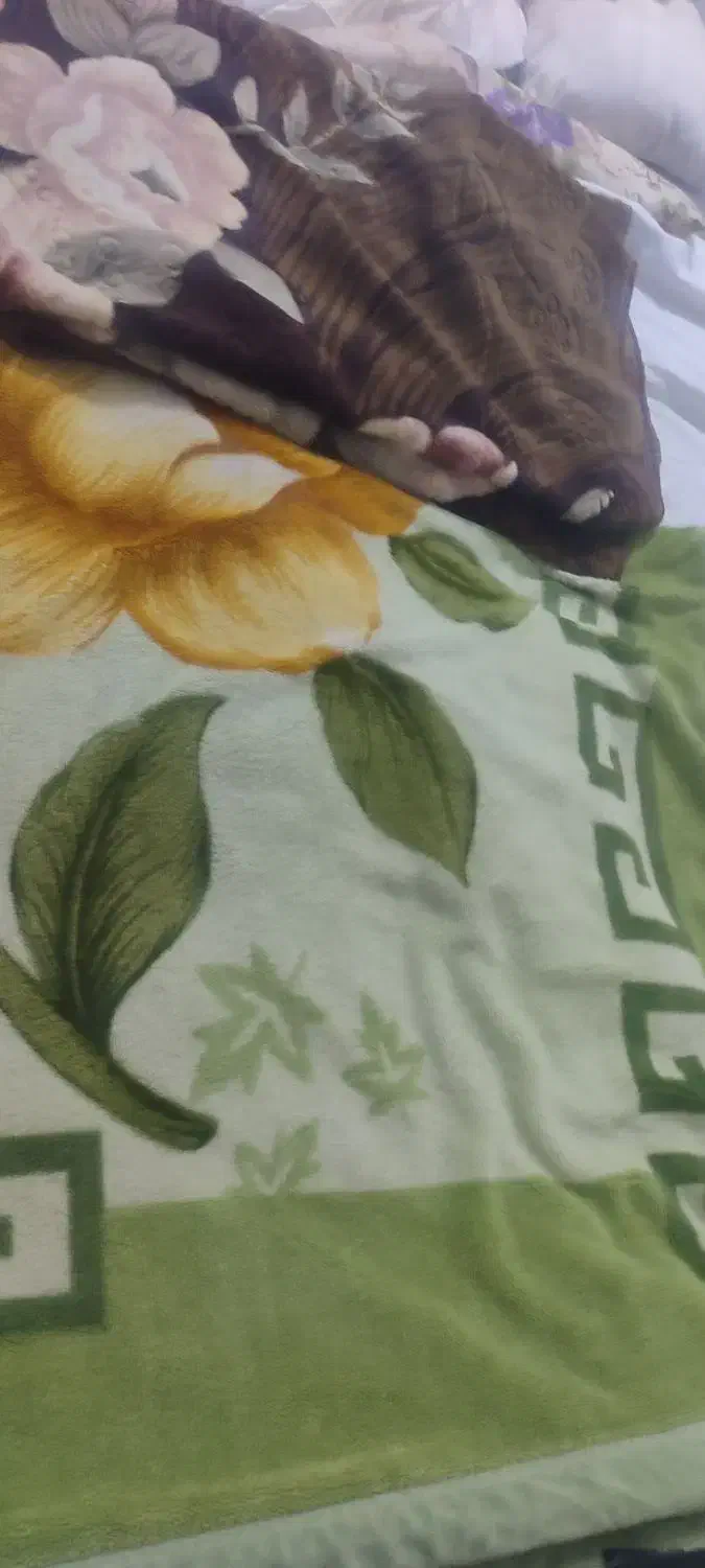 شستشوی پتو و روتختی   با ارسال رایگان|خدمات نظافت|شیراز, شهرک گلها|دیوار