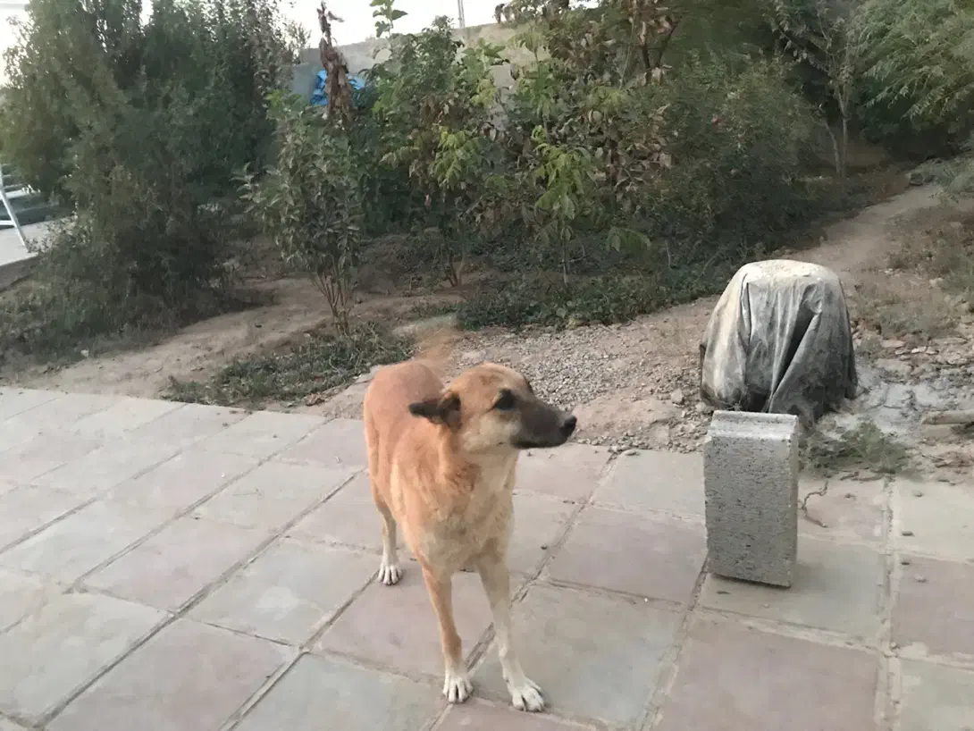 واگذاری سگ نگهبان|سگ|پاکدشت, پاکدشت (مامازند)|دیوار