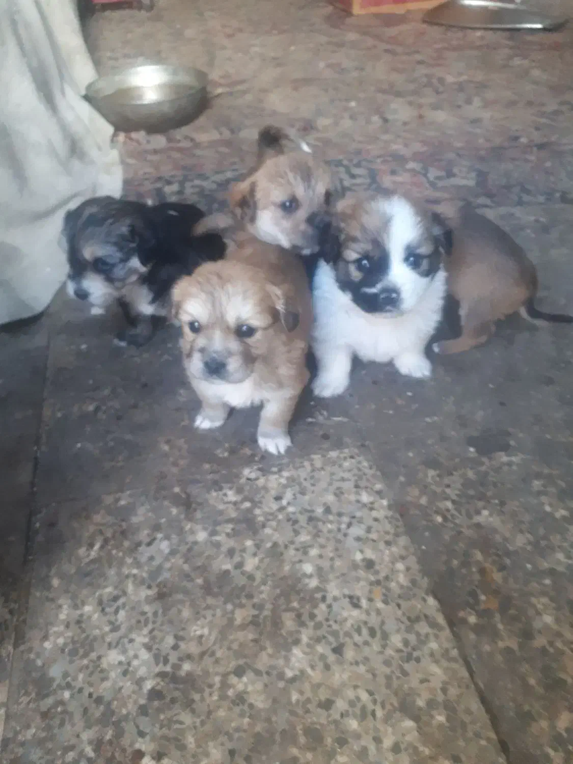 توله سگ شیتزو|سگ|دورود, |دیوار