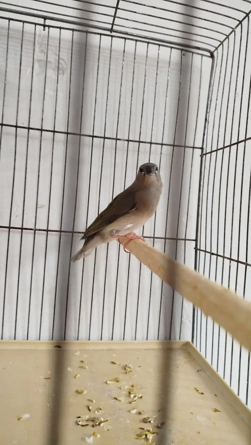 فنچ گلدین. کبوتر الماسی . فنچ کینگ|پرنده|سمنان, |دیوار