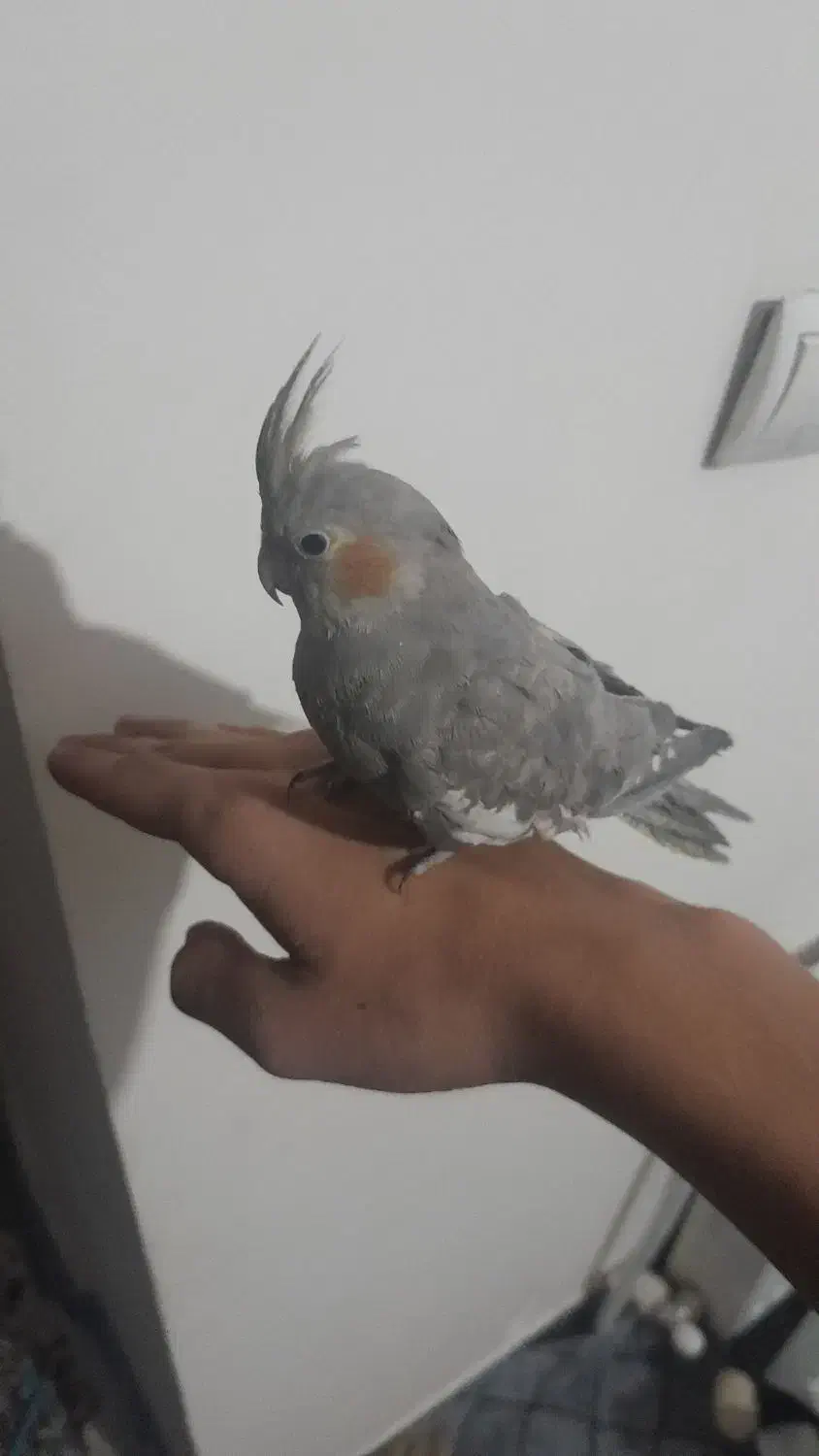 عروس هلندی کاملن دستی و سخنگو|پرنده|باقرشهر, |دیوار