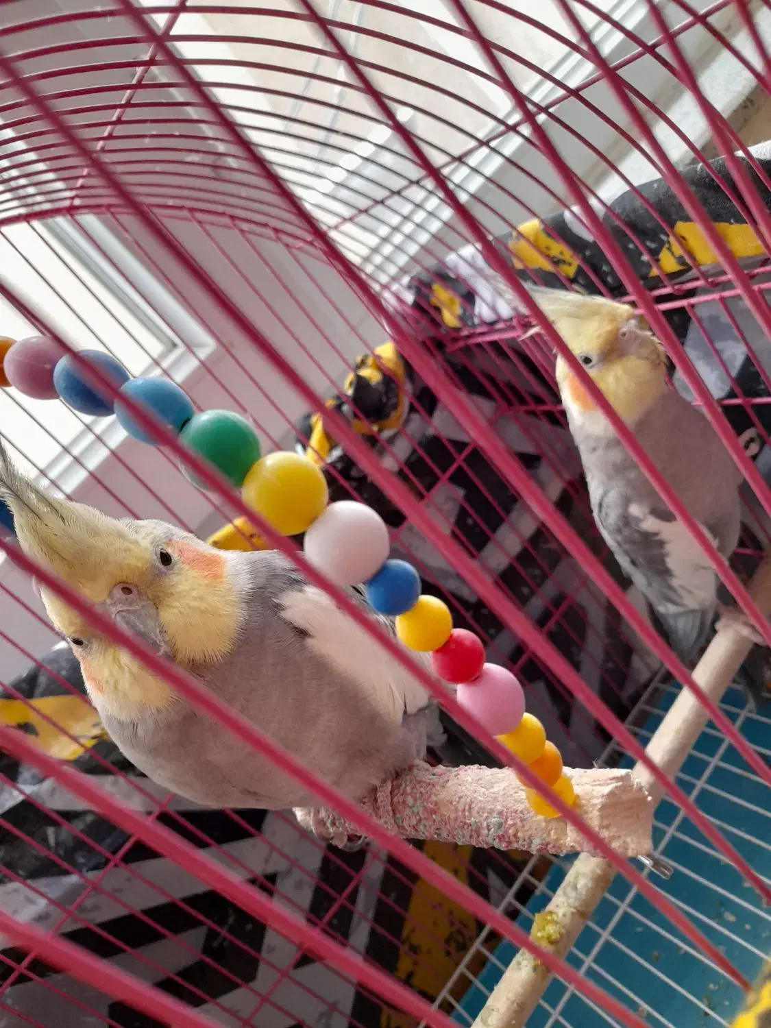 عروس هلندی اهلی|پرنده|باسمنج, |دیوار