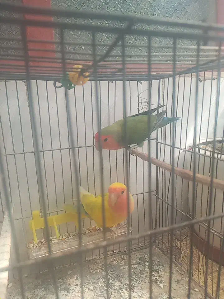 یک جفت طوطی برزیلی سالم|پرنده|تاکستان, |دیوار