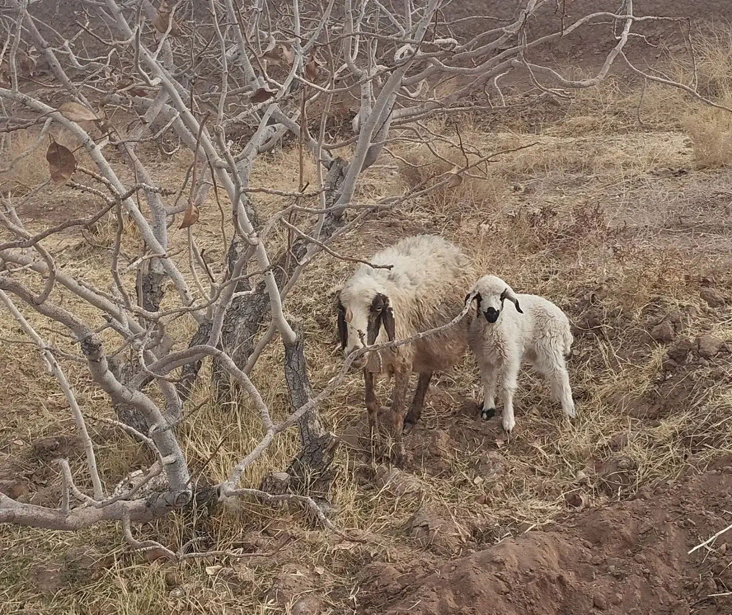 میش زایده با بره نر|حیوانات مزرعه|رفسنجان, |دیوار