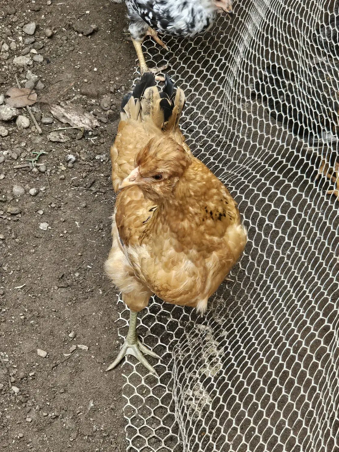 جوجه مرغ نژاد گلین|حیوانات مزرعه|بندر انزلی, تربه گوده|دیوار