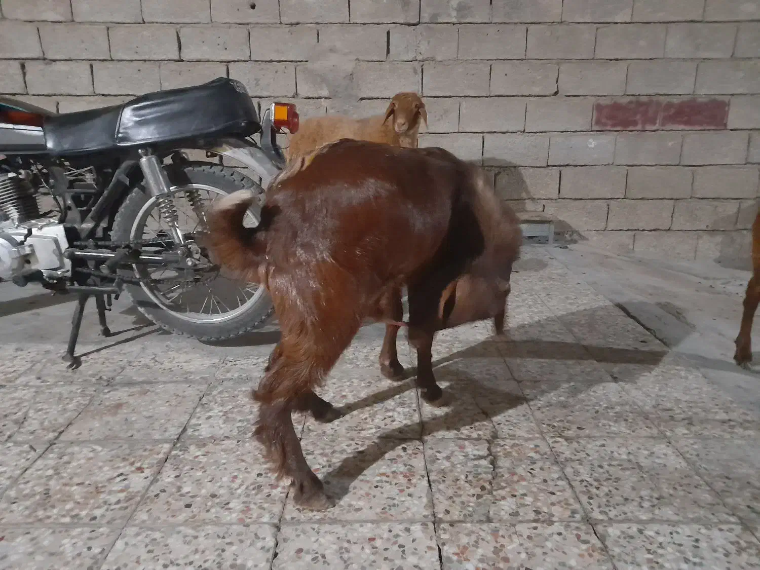 بز نر|حیوانات مزرعه|بندر ماهشهر, |دیوار