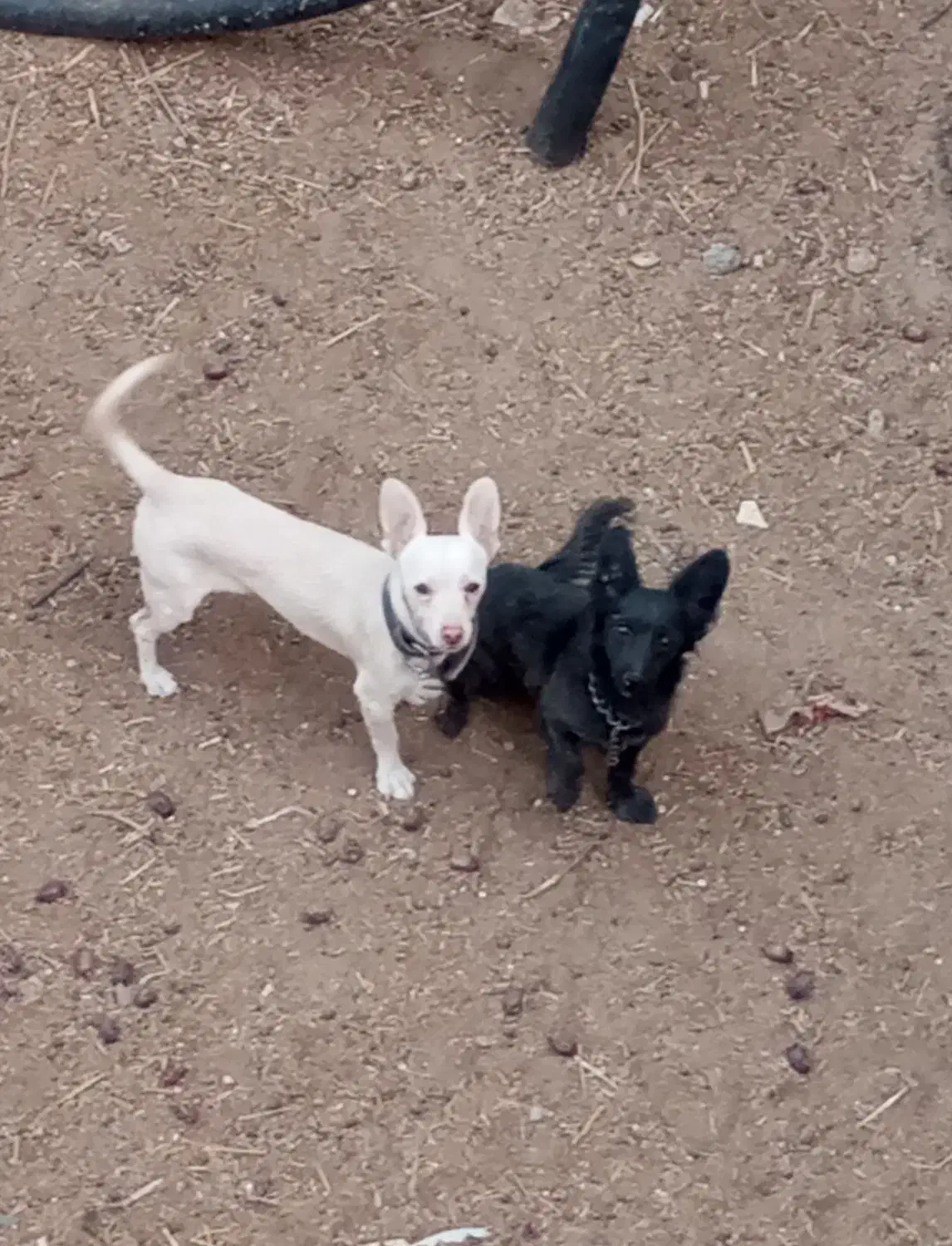 سگ شیواوا|سگ|فهرج, |دیوار