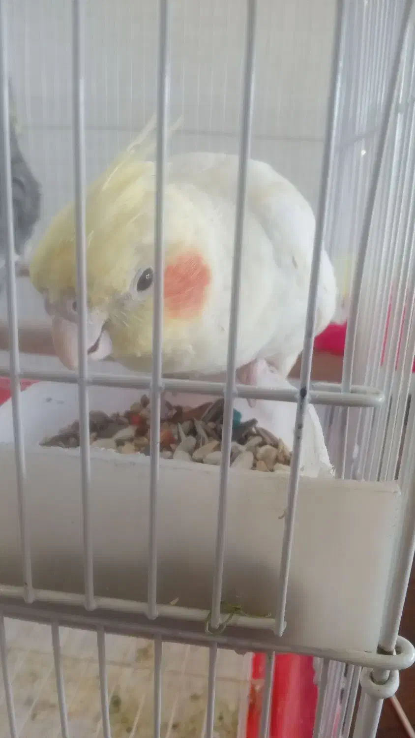 عروس هلندی|پرنده|جیرفت, |دیوار