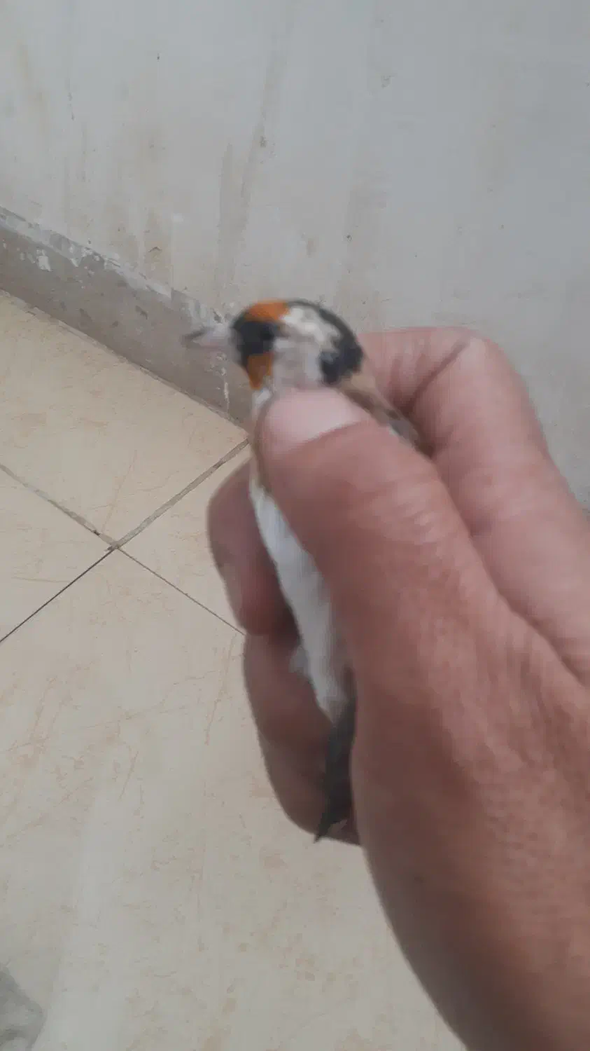 جوجه سهره نر سال|پرنده|آبدانان, |دیوار