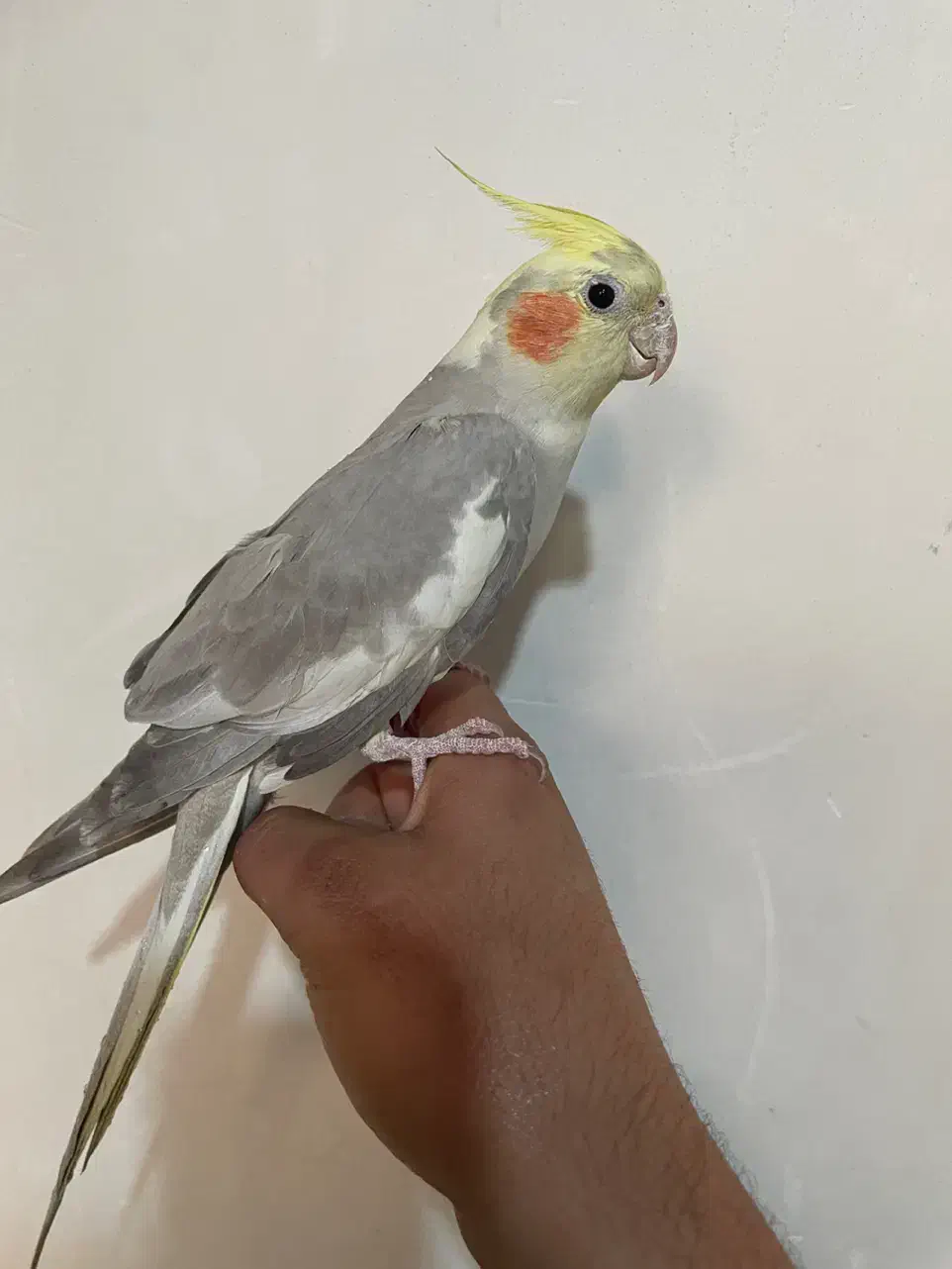 عروس هلندی|پرنده|تهران, مشیریه|دیوار