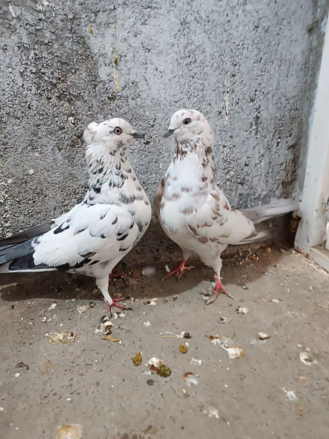 دو جفت کفتر پرشی|پرنده|ملایر, |دیوار