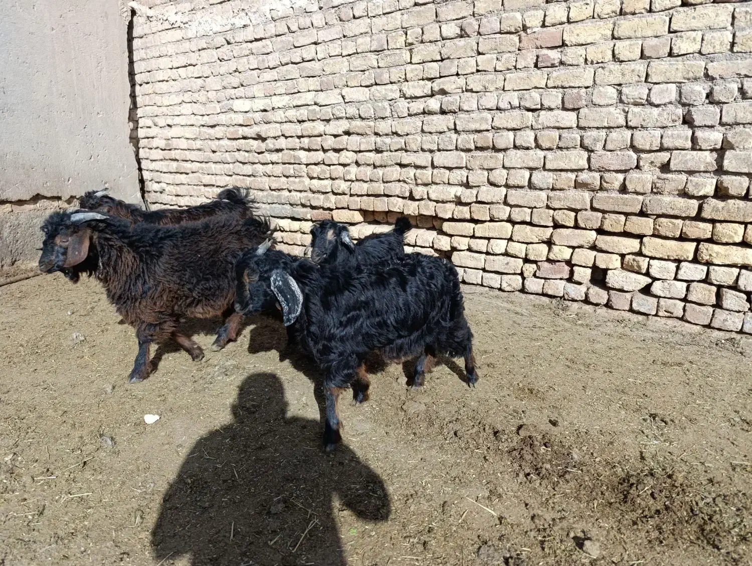 بز بزغاله|حیوانات مزرعه|قم, جاده معدن|دیوار