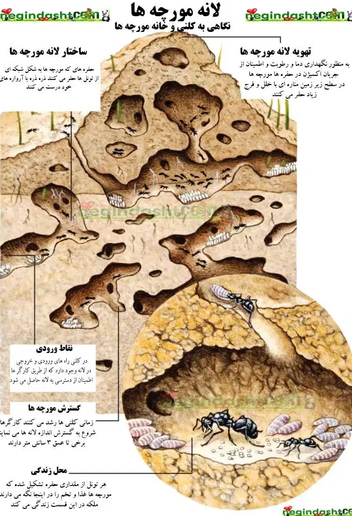 موریانه زدایی و سم زدایی مجدم باضمانت ۱۰ساله|خدمات نظافت|سوسنگرد, |دیوار