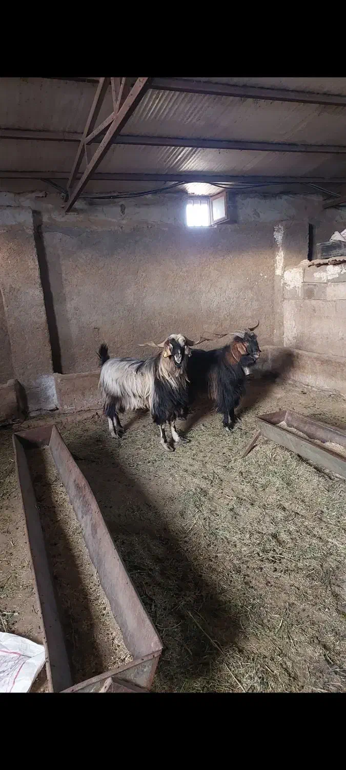 قوچ افشار و نر بز|حیوانات مزرعه|شاهرود, |دیوار