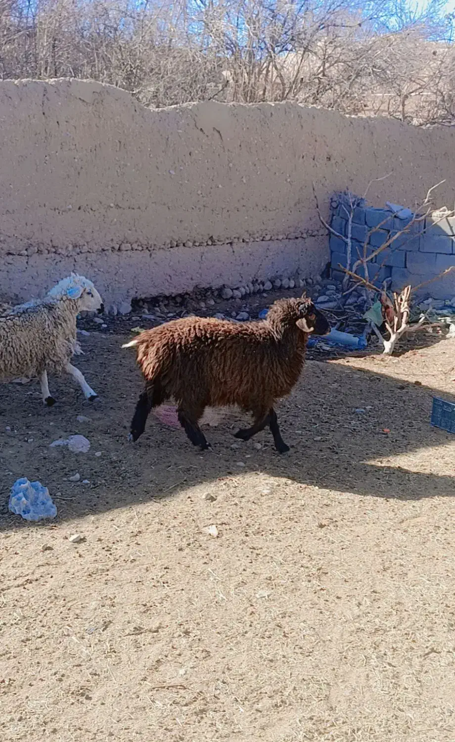 میش بره بره نر افشار|حیوانات مزرعه|کرمان, |دیوار