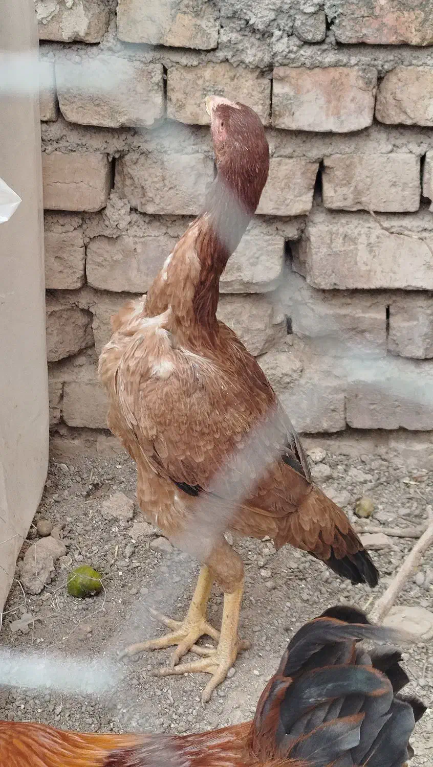 مرغ لاری اصیل|حیوانات مزرعه|میانه, |دیوار