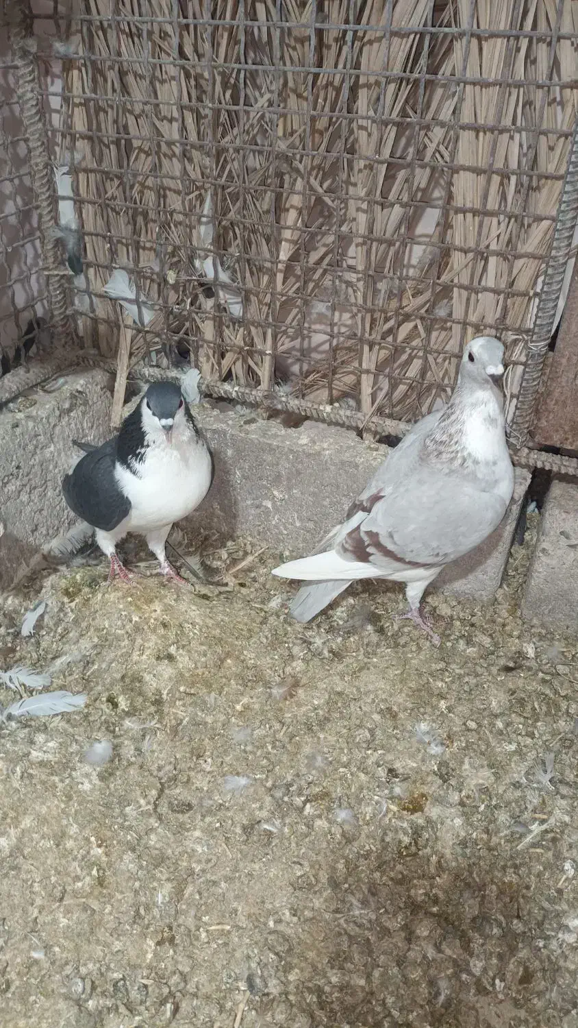 کبوتر|پرنده|راور, |دیوار