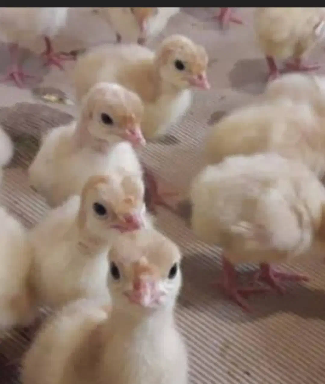 بوقلمون|حیوانات مزرعه|بیرجند, |دیوار