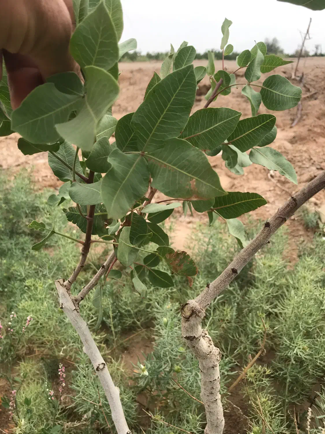 پیوندپسته|خدمات باغبانی و درختکاری|اصفهان, گورت|دیوار