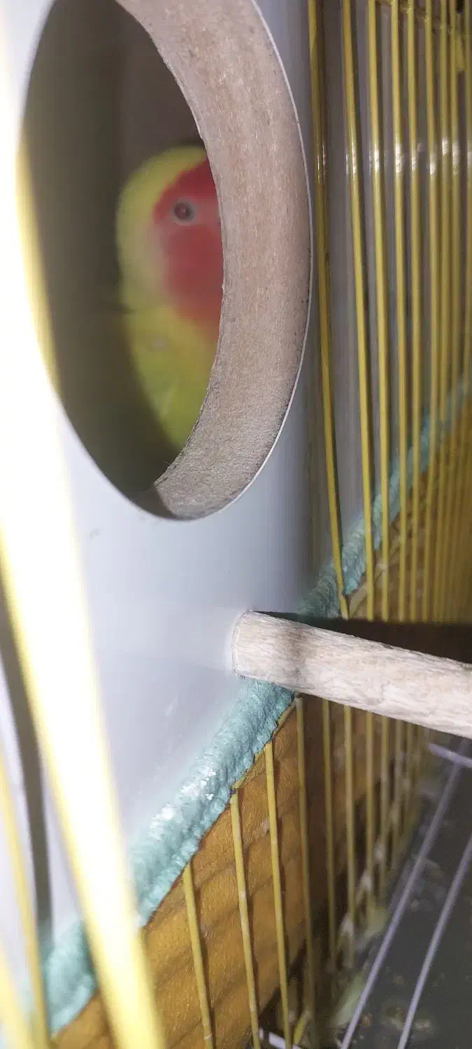 ماهشهر فاز ۷|پرنده|بندر ماهشهر, |دیوار