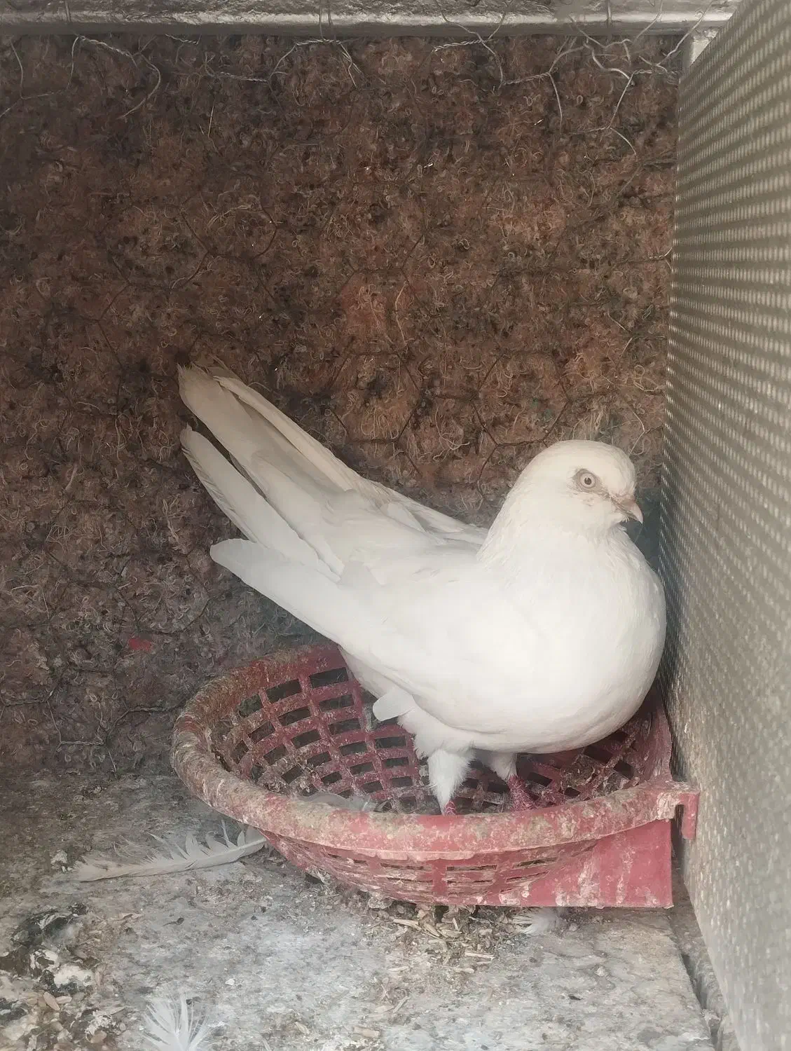 نر نوک ریز|پرنده|برخوار, |دیوار