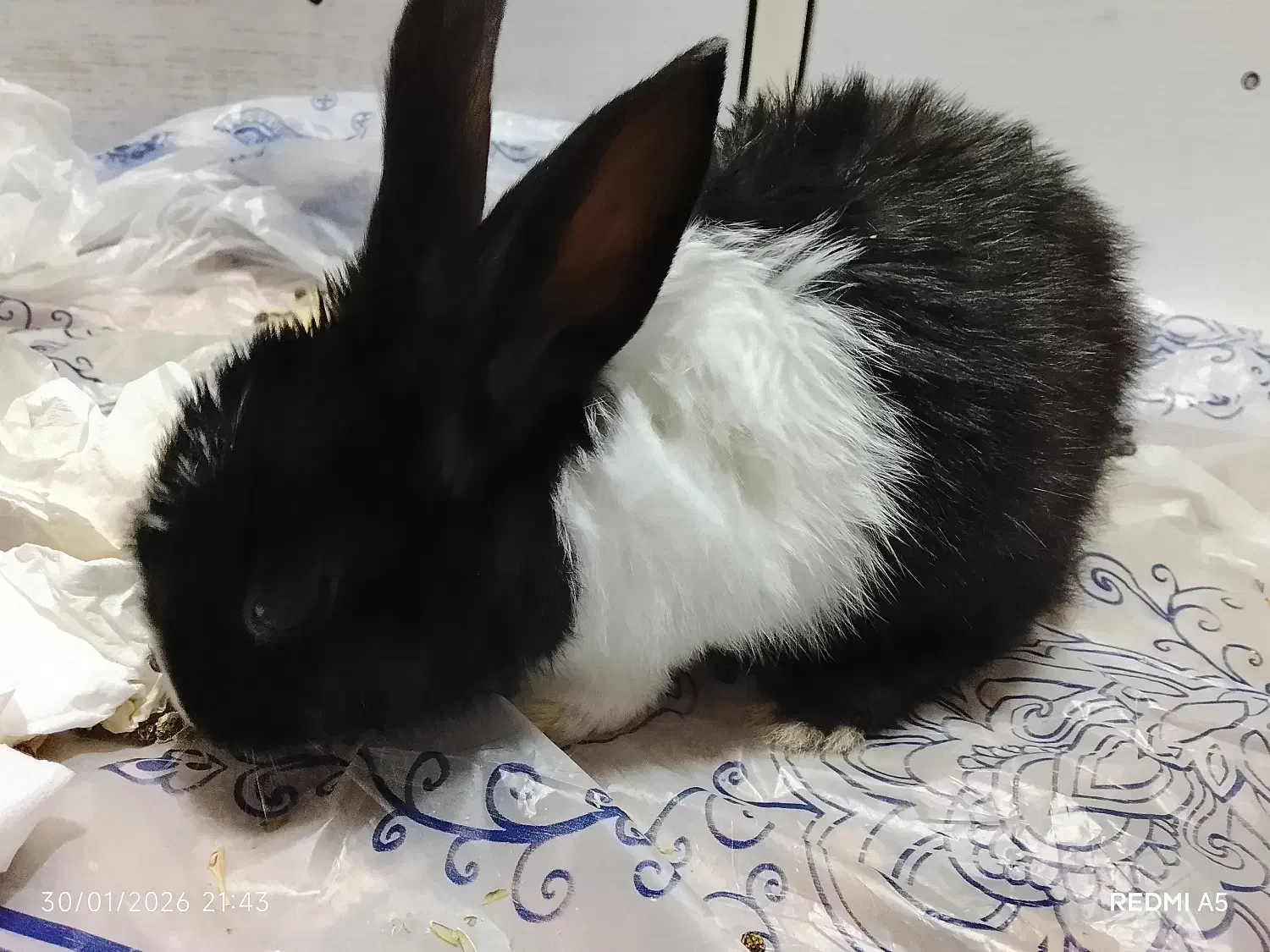 خرگوش|موش و خرگوش|تبریز, |دیوار