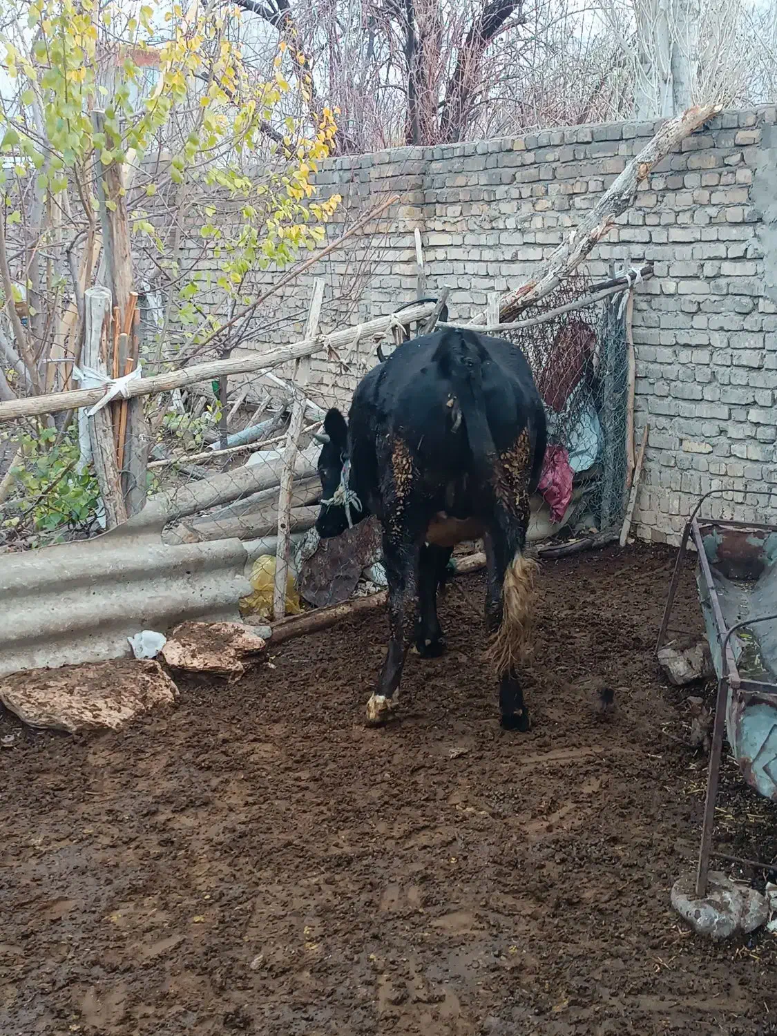 نوبر هلشتان|حیوانات مزرعه|زالیان, |دیوار