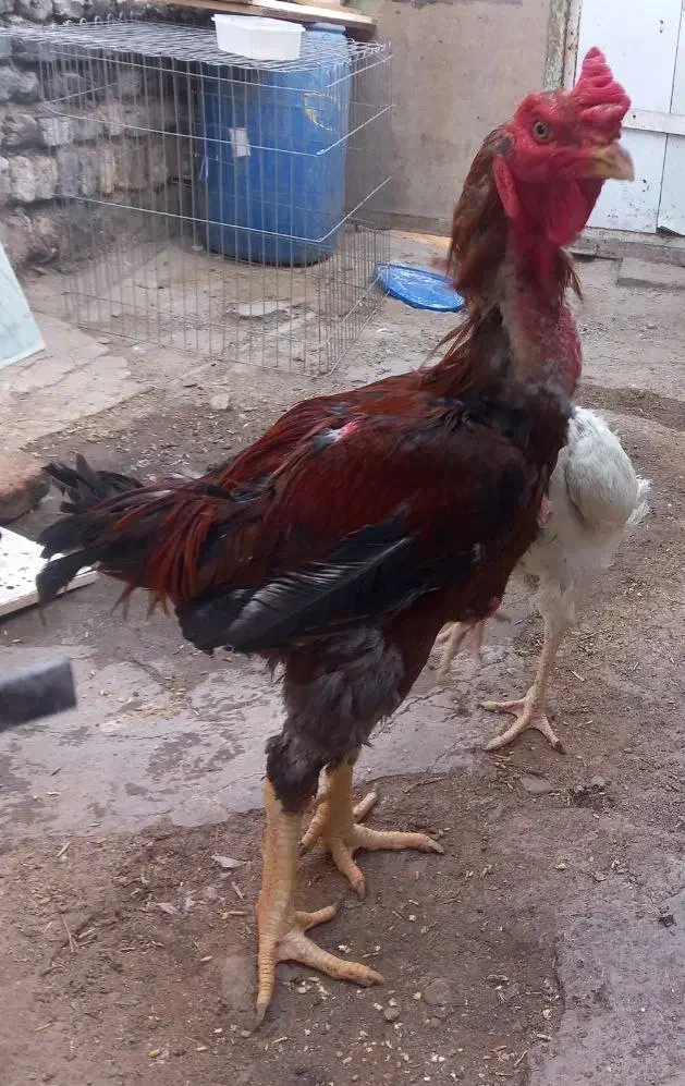 مرغ و خروس لاری|حیوانات مزرعه|رباطکریم, رباطکریم|دیوار