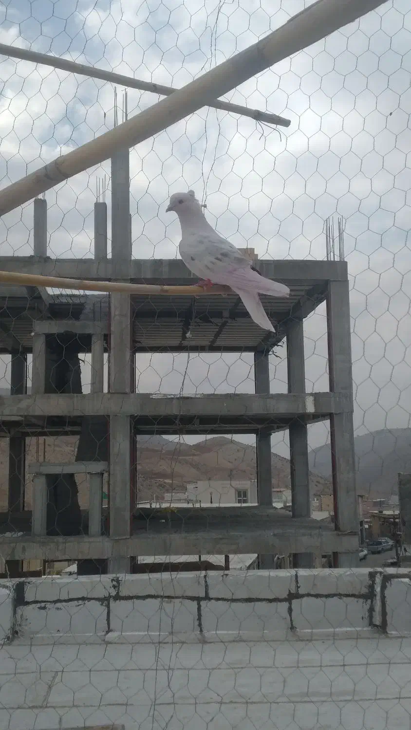 نر نباتی خال سیاه|پرنده|ایلام, |دیوار