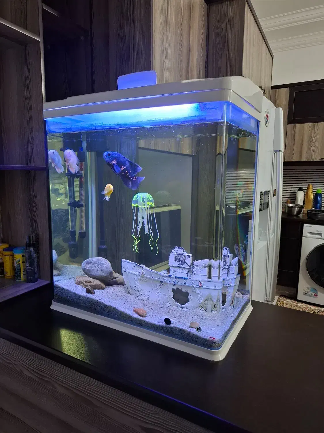 آکواریوم شیشه خم|ماهی|قم, سعادتی|دیوار