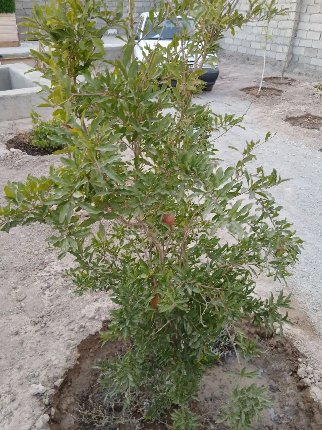 زمین باغی|فروش دفتر صنعتی، کشاورزی، تجاری|رباطکریم, حصار مهتر|دیوار