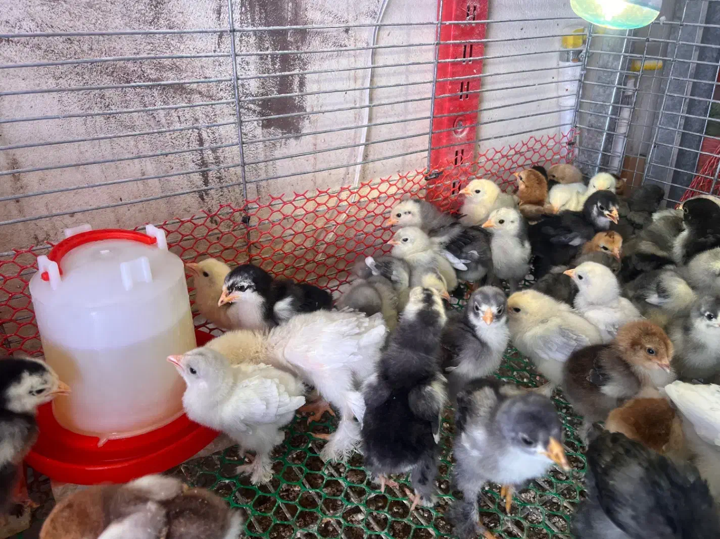 جوجه ازمولدین غول پیکر|حیوانات مزرعه|کاشان, فاز ۱ ناجی آباد|دیوار