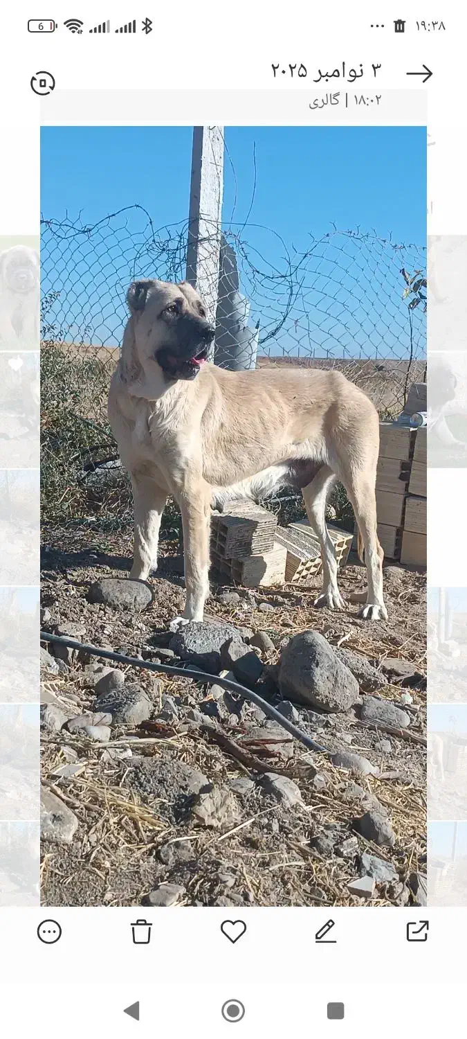 ماده سرابی از جنس پله میانه|سگ|سراب, |دیوار