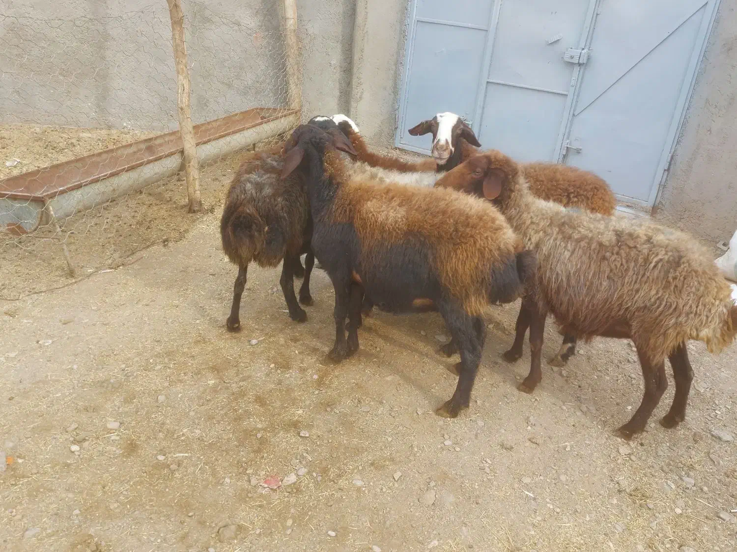 ۳۰راس گوسفند جوان گوشت خالص|حیوانات مزرعه|قزوین, |دیوار