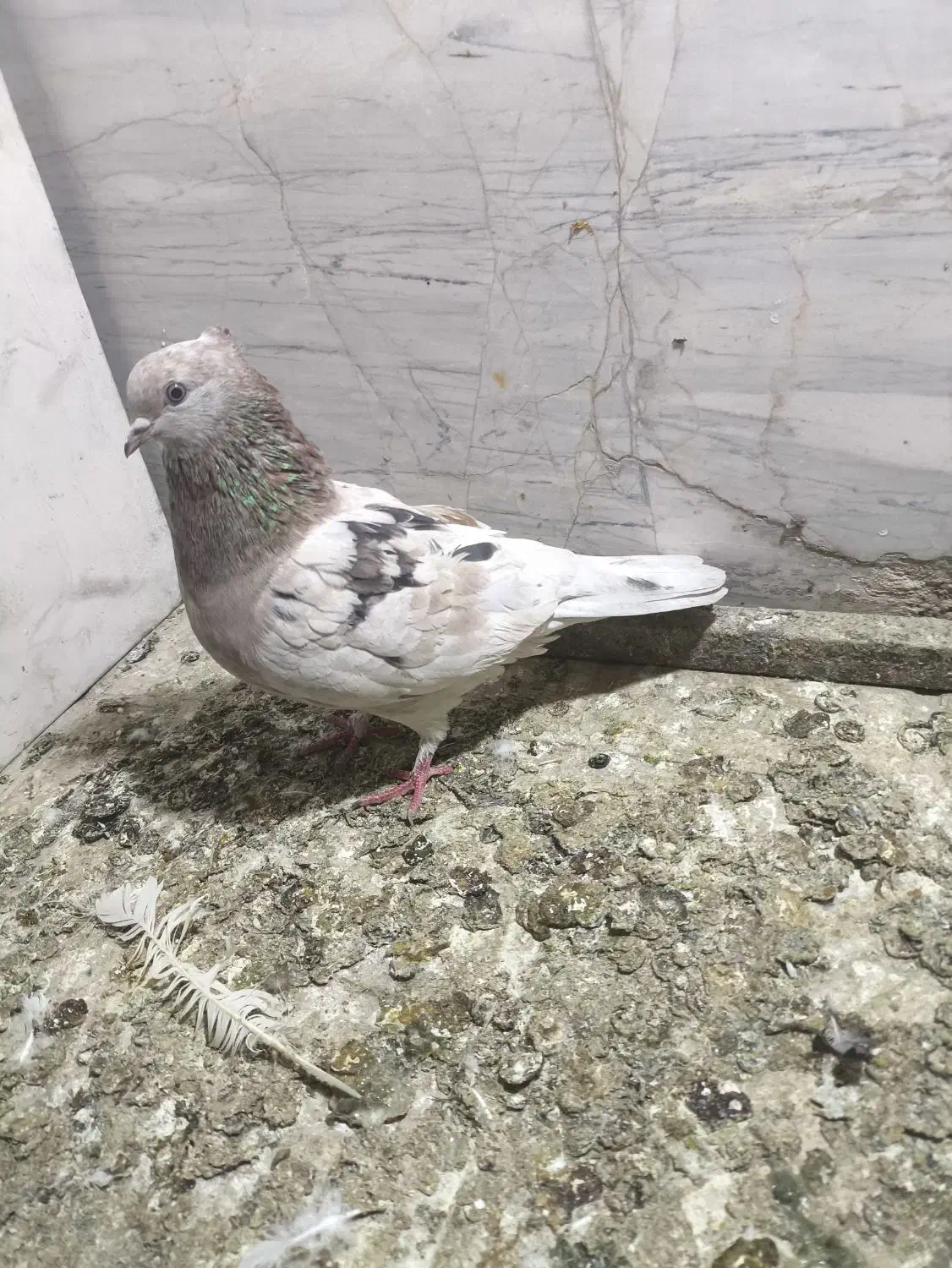 کفتر|پرنده|پاکدشت, پاکدشت (مامازند)|دیوار